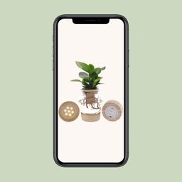 Clusia In Bolglas + Klikkurk + LED (11331)