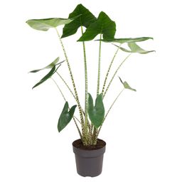 Alocasia Zebrina - 130 cm - ø32 (8721055692058)