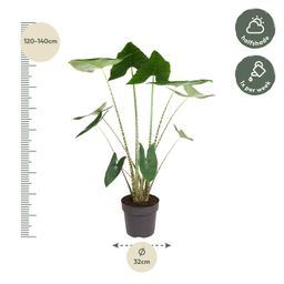 Alocasia Zebrina - 130 cm - ø32 (8721055692058)