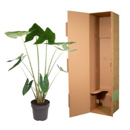 Alocasia Zebrina - 130 cm - ø32 (8721055692058)