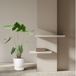 Alocasia Zebrina - 130 cm - ø32 (8721055692058)