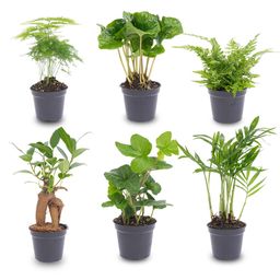 Planten set - Groen - 6 groene planten - potmaat 6 (8720872024912)
