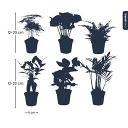Planten set - Groen - 6 groene planten - potmaat 6 (8720872024912)