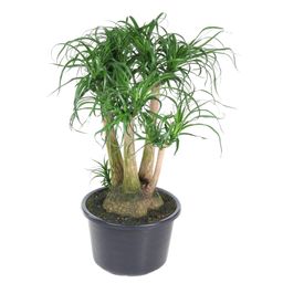 Beaucarnea vertakt - 110 cm - ø41 (8721055692089)