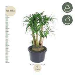 Beaucarnea vertakt - 110 cm - ø41 (8721055692089)