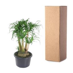 Beaucarnea vertakt - 110 cm - ø41 (8721055692089)