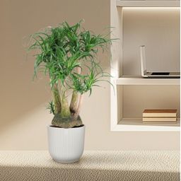 Beaucarnea vertakt - 110 cm - ø41 (8721055692089)