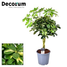 Schefflera Gold Capella (16230)