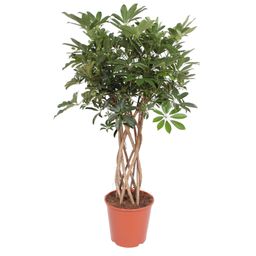 Schefflera Arboricola Compacta gevlochten stam - 130 cm - ø30 (8721055691549)