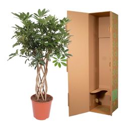 Schefflera Arboricola Compacta gevlochten stam - 130 cm - ø30 (8721055691549)