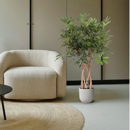 Schefflera Arboricola Compacta gevlochten stam - 130 cm - ø30 (8721055691549)