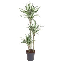 Dracaena White Stripe - 150 cm - ø24 (8721055692799)