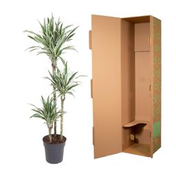 Dracaena White Stripe - 150 cm - ø24 (8721055692799)