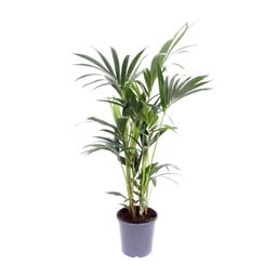 Howea Forsteriana (10205)