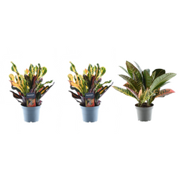 3x Croton Codiaeum mix - 30 cm - ø12 (8721081685253)