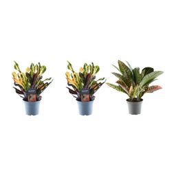 3x Croton Codiaeum mix - 30 cm - ø12 (8721081685253)