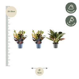 3x Croton Codiaeum mix - 30 cm - ø12 (8721081685253)