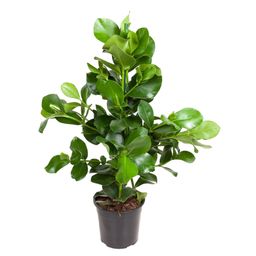 Clusia Rosea - 110 cm - ø24 (8721055692157)