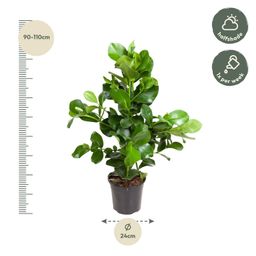Clusia Rosea - 110 cm - ø24 (8721055692157)