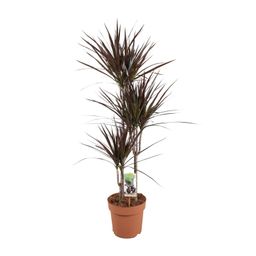 Dracaena Magenta (16537)