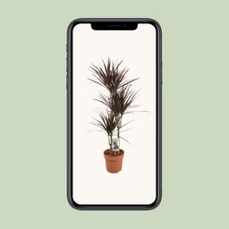 Dracaena Magenta (16537)