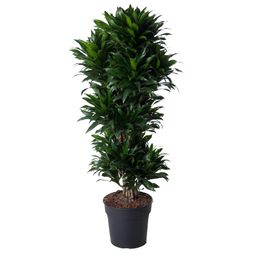 Dracaena Compacta vertakt - 140 cm - ø31 (8721055692317)