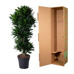 Dracaena Compacta vertakt - 140 cm - ø31 (8721055692317)