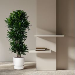 Dracaena Compacta vertakt - 140 cm - ø31 (8721055692317)