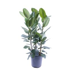 Ficus Audrey Toef 3 stekken (12636)