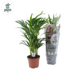 Dypsis Lutescens (11153)