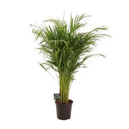 Dypsis Lutescens (11929)