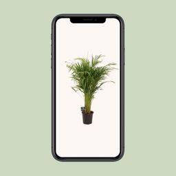 Dypsis Lutescens (11929)