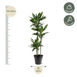 Dracaena Janet Lind - 150-160 cm - ø24 (8721055692492)