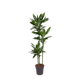 Dracaena Janet Lind - 150-160 cm - ø24 (8721055692492)