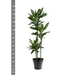 Dracaena Janet Lind - 150-160 cm - ø24 (8721055692492)