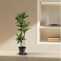 Dracaena Janet Lind - 150-160 cm - ø24 (8721055692492)