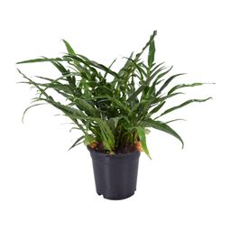 Aglaomorpha Coronans (9739)