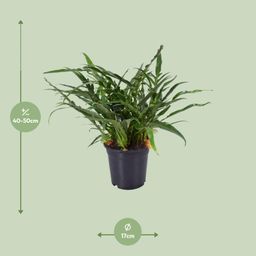 Aglaomorpha Coronans (9739)