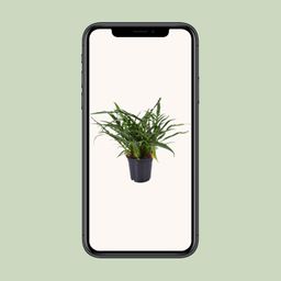 Aglaomorpha Coronans (9739)