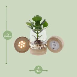 Clusia In Kingston Glas + LED (11327)