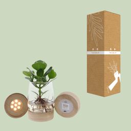 Clusia In Kingston Glas + LED (11327)