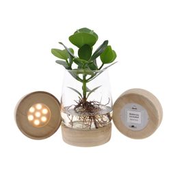 Clusia In Kingston Glas + LED (11327)