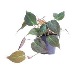 Philodendron scandens 'Micans' - 25 cm - ø12 (8721081685147)