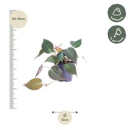 Philodendron scandens 'Micans' - 25 cm - ø12 (8721081685147)