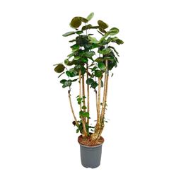 Polysicas Fabian XXL - 170 cm - ⌀30 (8721055693970)