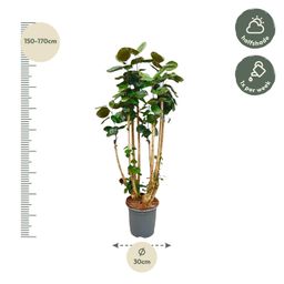 Polysicas Fabian XXL - 170 cm - ⌀30 (8721055693970)