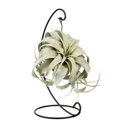 Tillandsia King Xero (11801)