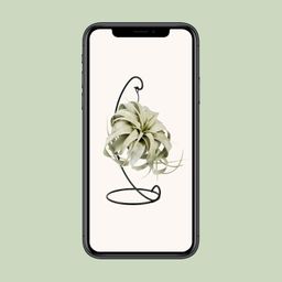 Tillandsia King Xero (11801)