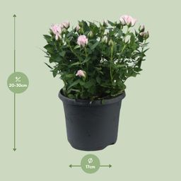 Rosa Jewel Patio Baby (17956)