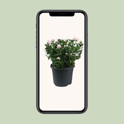 Rosa Jewel Patio Baby (17956)